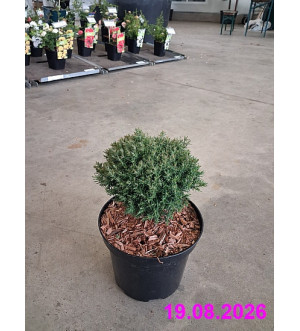 Thuja occ. 'Teddy' C 2 L